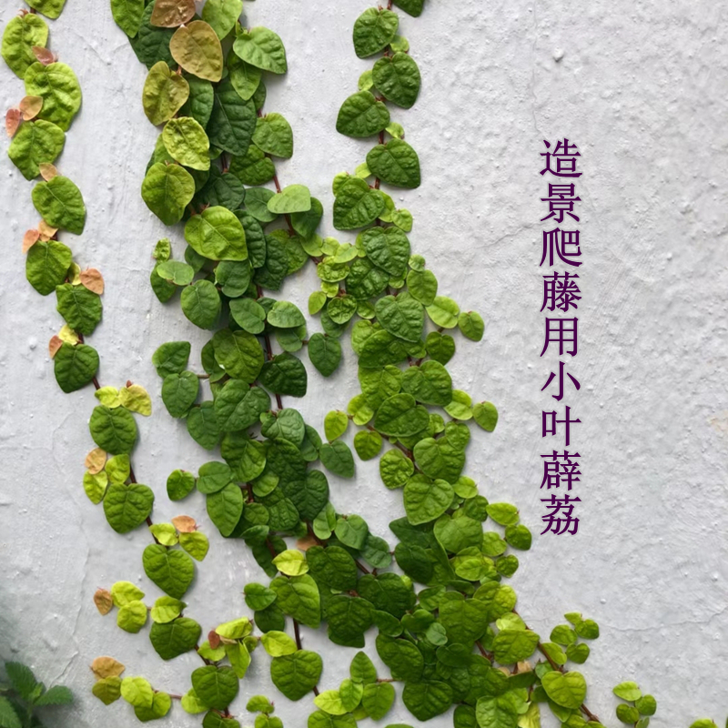 迷你薜荔小叶观叶青叶花叶雨林缸生态瓶微景观用爬藤绿植好养皮实 - 图0