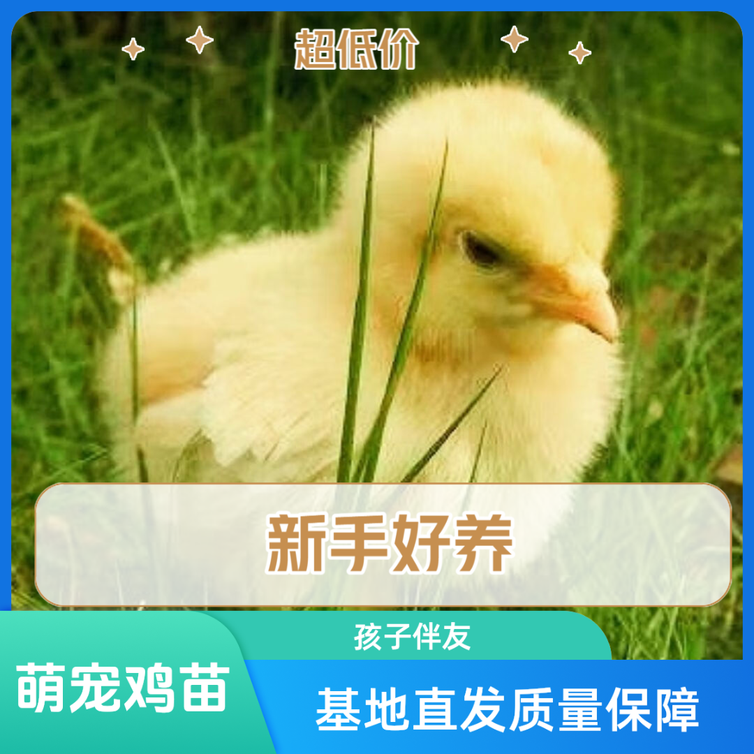 网红宠物小黄鸡活体可爱黏人小型幼崽小鸡,淘宝优惠券,粉丝福利购,淘宝优惠卷