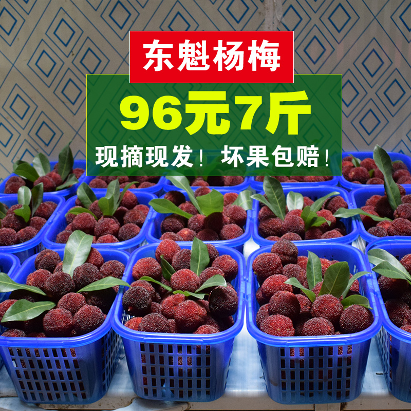 仙居杨梅一号店正宗仙居东魁杨梅新鲜整箱当季孕妇水果7斤现摘现发整箱10斤包邮1