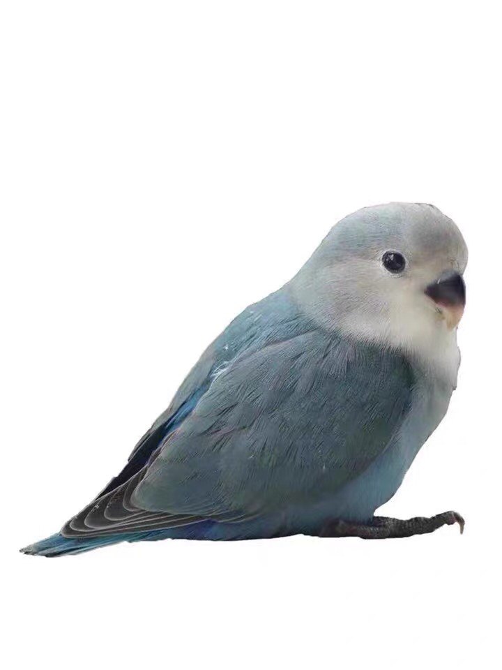 小鸟活体牡丹鹦鹉手养亲人黄化玄凤半毛大头虎皮学说话活物宠物鸟,淘宝优惠券,粉丝福利购,淘宝优惠卷