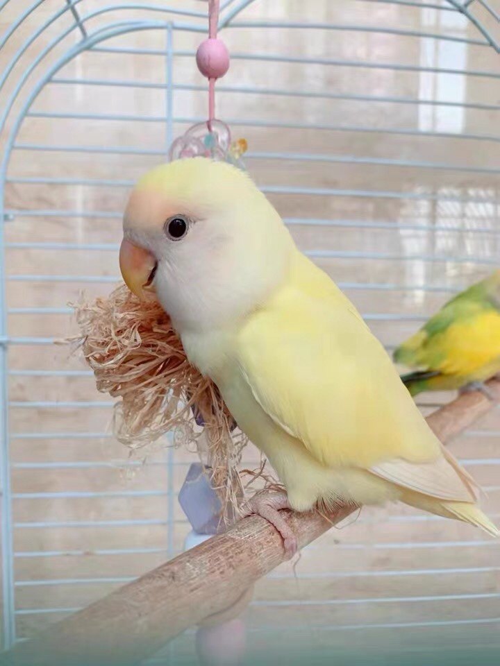 小鸟活体牡丹鹦鹉手养亲人黄化玄凤半毛大头虎皮学说话活物宠物鸟,淘宝优惠券,粉丝福利购,淘宝优惠卷