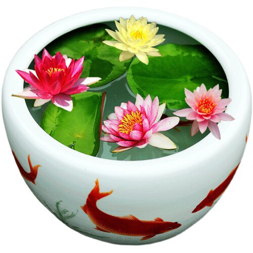【睡莲带花苞】花根块水培植物池塘水池四季种鱼缸水养荷花苗盆栽 - 图3