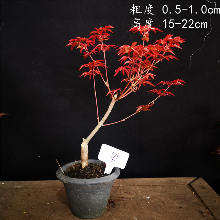 小品日本红枫稀有品种出猩猩盆景盆栽红叶系列枫树实物销售-瑞昇园艺 