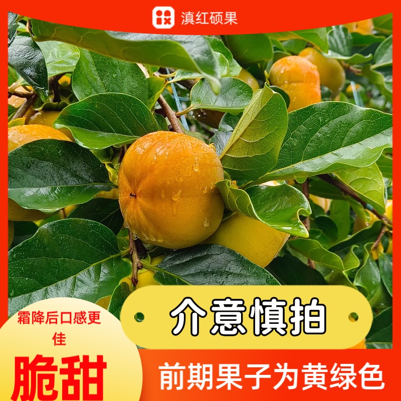巧克力脆柿子正宗云南保山次郎吉柿当季新鲜孕妇水果脆甜硬柿整箱 - 图1