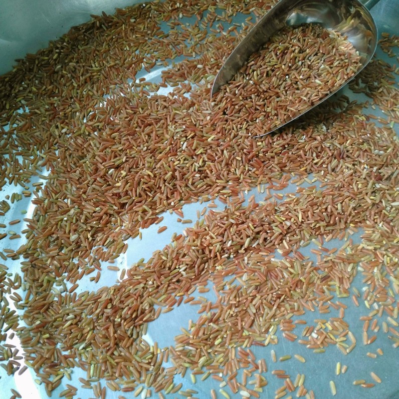 High-quality long-grain red rice, red brown rice, whole grains, red rice, japonica rice, red fragrant rice, red blood rice, brown rice, red brown rice