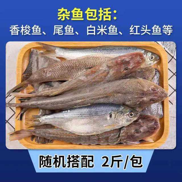 Freshly caught fish, red grouper, barracuda