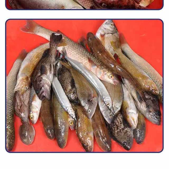 Freshly caught fish, red grouper, barracuda