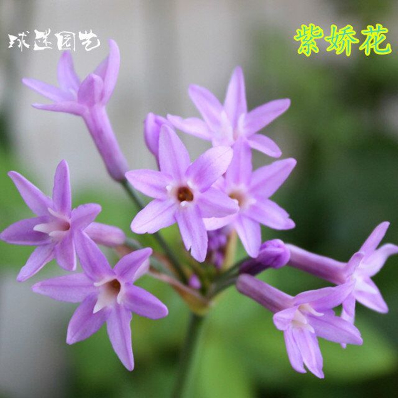 紫娇花 庭院花卉 紫色小花 多年生庭院绿化 易养活 - 图1