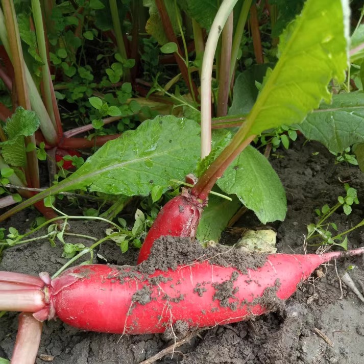 黑龙江农夫家蔬菜新鲜水萝卜原生态现拔小红萝卜脆爽微辣一份5斤 - 图0