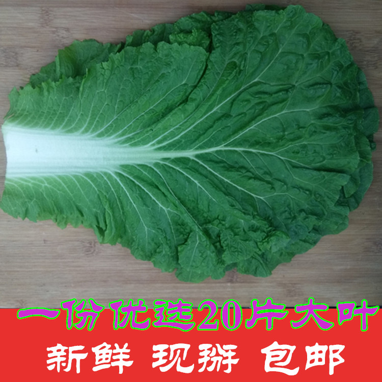 顺丰包邮新鲜大白菜叶大白菜叶子黑龙江嫩绿饭包菜叶东北蘸酱菜-图0