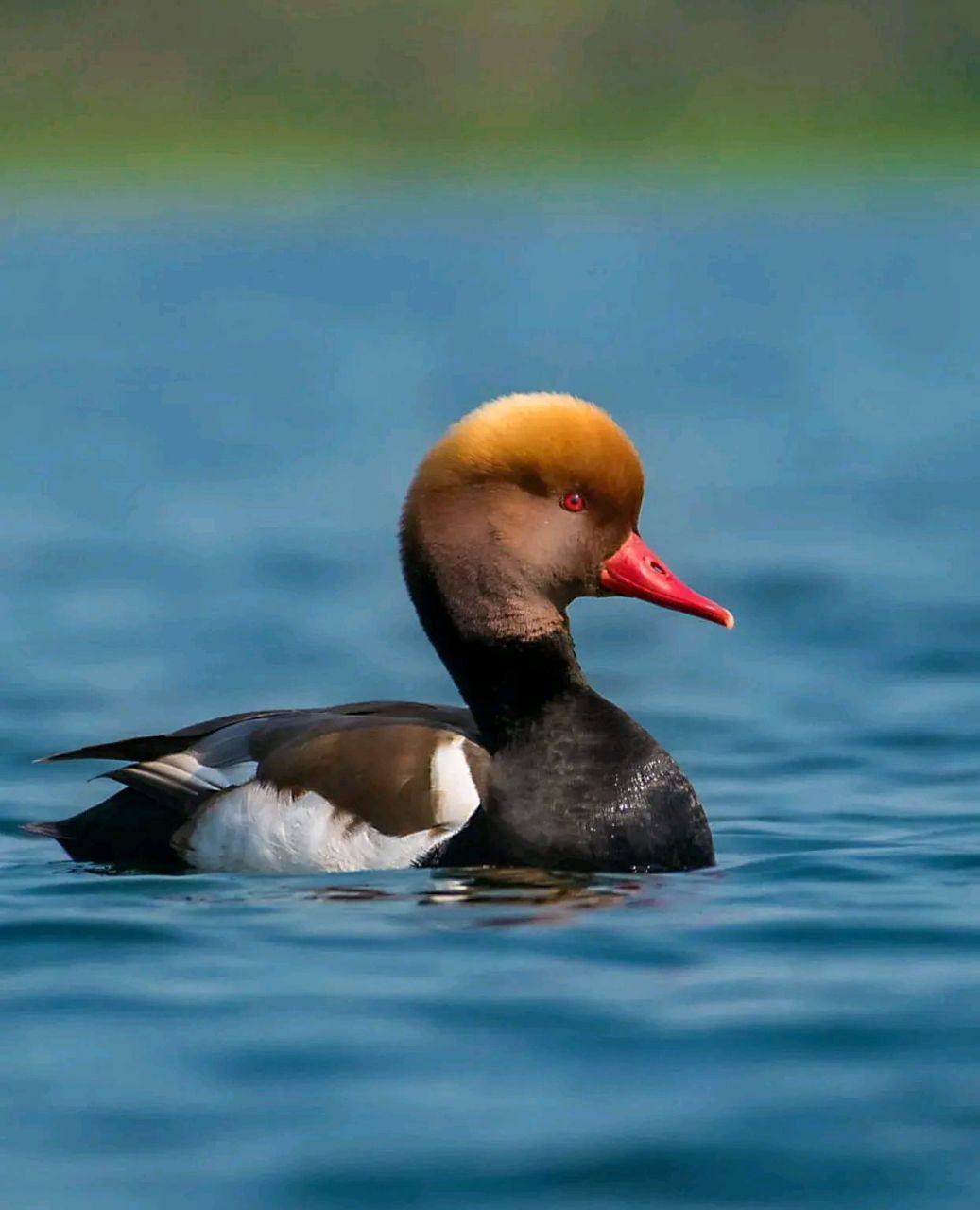 萌宠动物大小科尔鸭可达鸭网红鸭苗马观赏珍禽动物特种养殖动物,淘宝优惠券,粉丝福利购,淘宝优惠卷