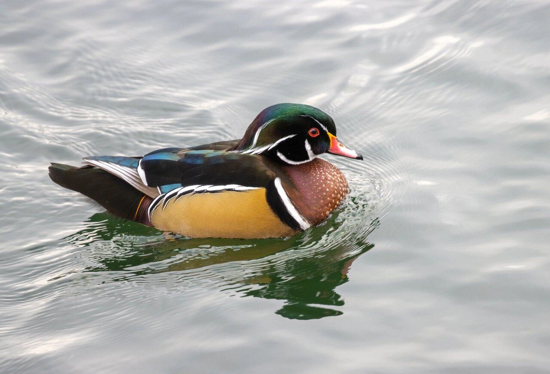 萌宠动物大小科尔鸭可达鸭网红鸭苗马观赏珍禽动物特种养殖动物,淘宝优惠券,粉丝福利购,淘宝优惠卷