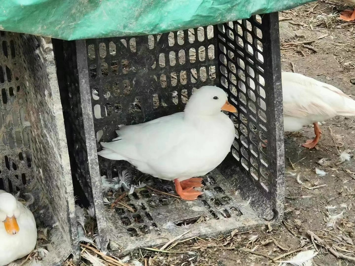 萌宠动物大小科尔鸭可达鸭网红鸭苗马观赏珍禽动物特种养殖动物,淘宝优惠券,粉丝福利购,淘宝优惠卷