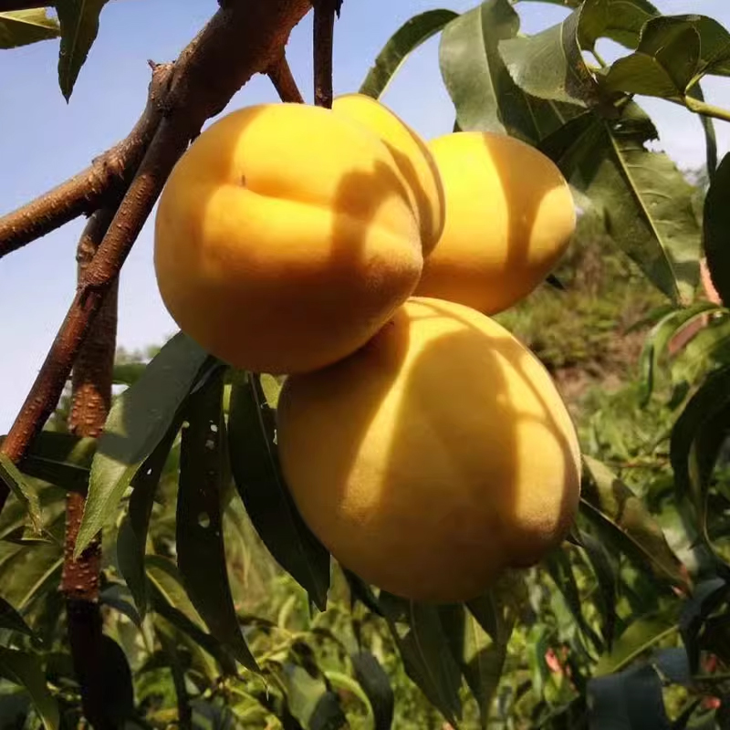 锦绣黄桃贵州铜仁梵净山原生态新鲜水果红心脆甜非蒙阴炎陵桃5斤_各色各样应有尽有品牌店_水产肉类/新鲜蔬果/熟食-第5张图片-提都小院