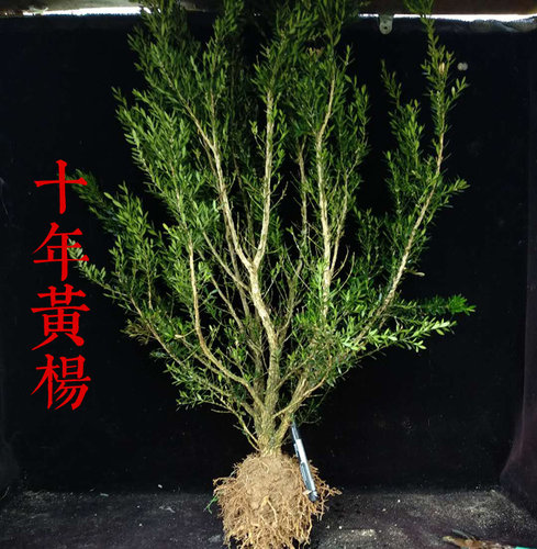 黄杨盆景 龙鳞黑珍珠黄杨苗 小叶皱皮雀舌黄杨树老桩【新品种】 - 图2