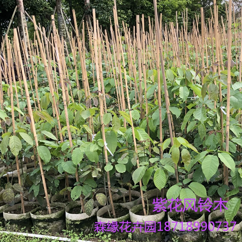 [Authentic Golden rainbow flower acacia seedling courtyard villa campus scenery plant Brazilian rainbow acacia shrub purple flower rainbow tree seedling]