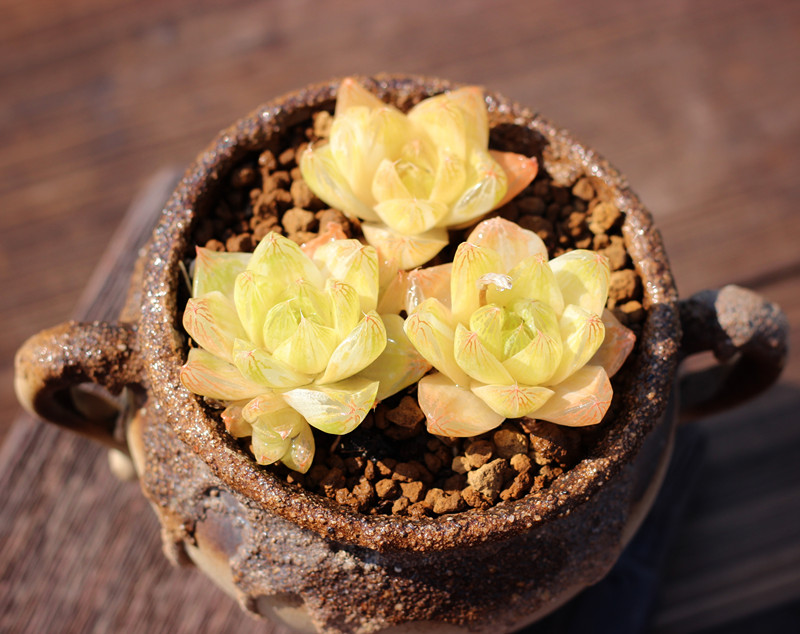 蜜桃黄金凝脂菊锦多肉植物玉露寿十二卷超萌稀有组合盆栽新手好养