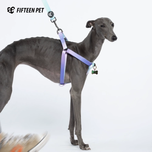 Пятнадцать домашних животных лучше бета -y -обработанные собаки -собаки гобу