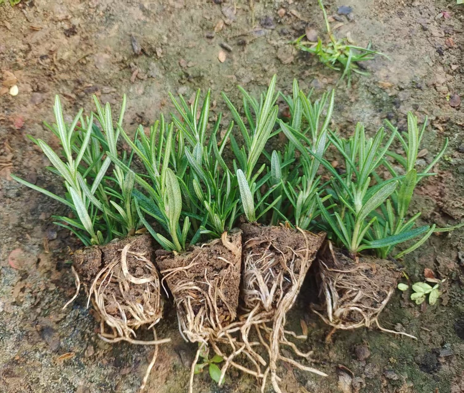 迷迭香小苗盆栽苗可食用香料四季常青耐寒驱蚊绿植易爆盆栽室内,淘宝优惠券,粉丝福利购,淘宝优惠卷