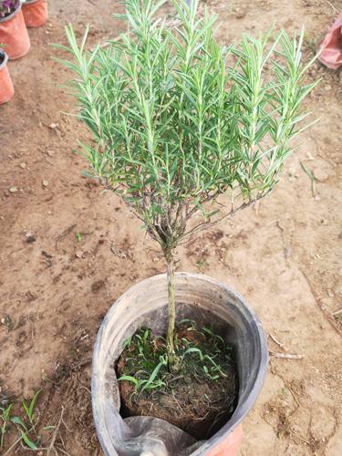 新鲜可食用盆栽香草牛排迷迭香大苗小苗绿植驱蚊净化空气耐寒植物 - 图0