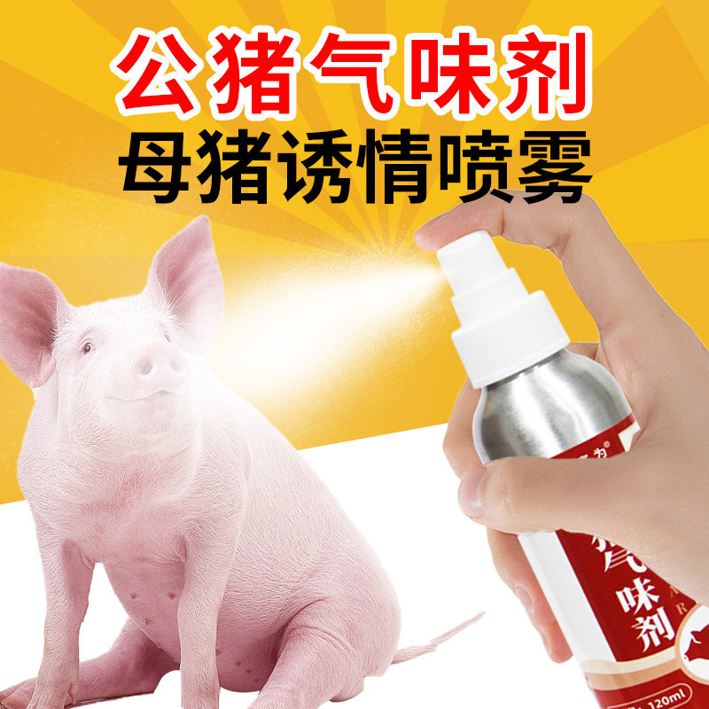 赛为公猪诱情气味剂后备母猪诱情剂兽用荷尔蒙喷剂配种猪发情药水