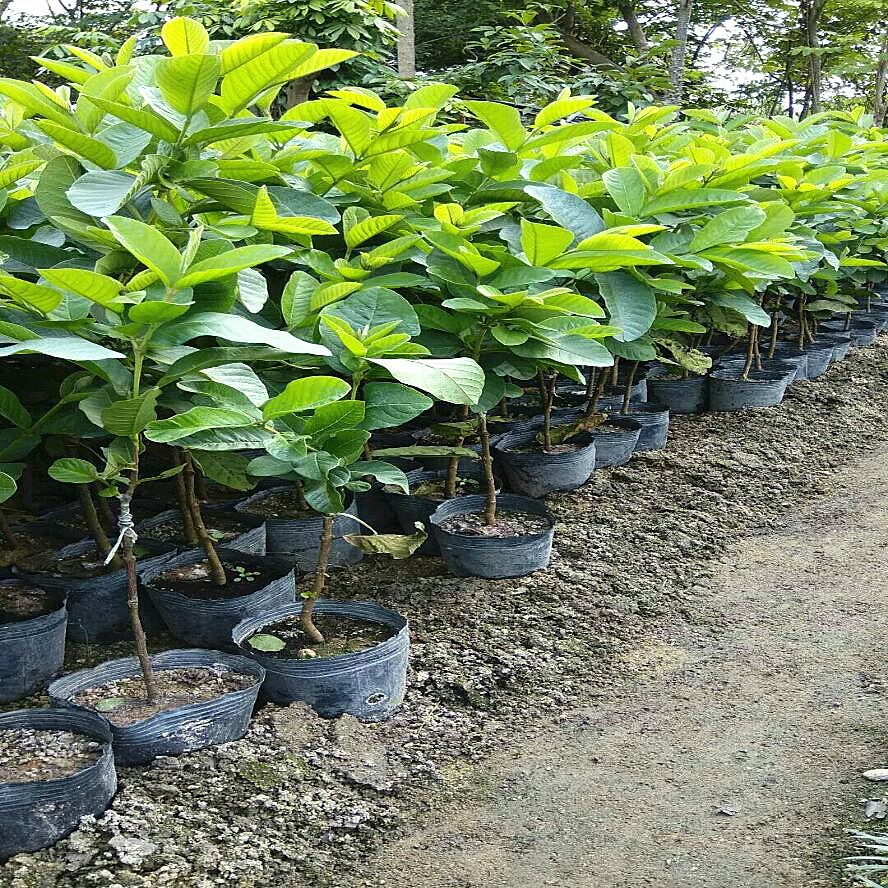 芭乐树苗带土带杯庭院园林种植果树番石榴苗泰国芭乐果苗盆栽绿植 - 图2