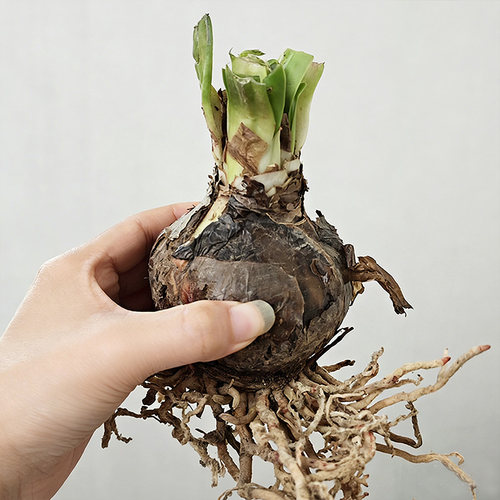 朱顶红【毕加索】种球单瓣花卉室内盆栽植物庭院阳台花卉 - 图0