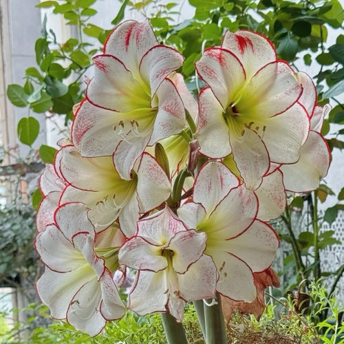 朱顶红【毕加索】种球单瓣花卉室内盆栽植物庭院阳台花卉 - 图2