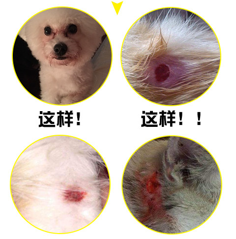 宠物剪刀美容修毛泰迪博美比熊贵宾狗狗剪毛工具猫犬安全弯剪套装 - 图2