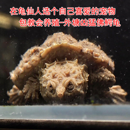 原种纯佛鳄龟爆刺鳄鱼龟幼苗佛鳄龟活物北美杂佛小鳄龟乌龟宠物 - 图2