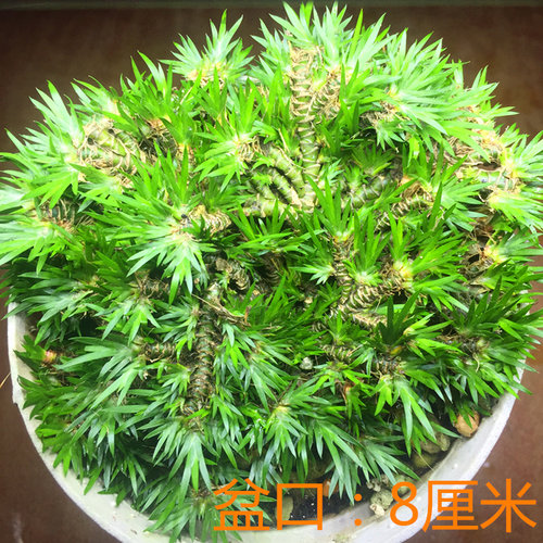 菖蒲苗水培黄金极姬金钱菖蒲草贵船苔天鹅绒龙根老桩附石虎须盆景 - 图3