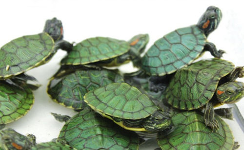 大小巴西龟苗外塘乌龟活物宠物龟绿龟七彩龟小甲鱼水龟观赏彩色龟-图0
