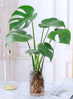 玻璃花瓶圆口30水培器皿