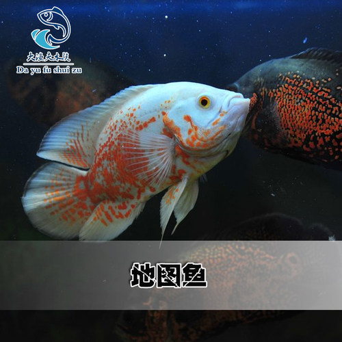 黑地图鱼白地图鱼猪仔鱼花猪鱼中大型银龙鱼热带观赏鱼活体包邮 - 图0