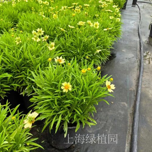 小闹钟金鸡菊盆栽进口多年生耐热耐冻阳台庭院花园包邮爆多花美化 - 图2