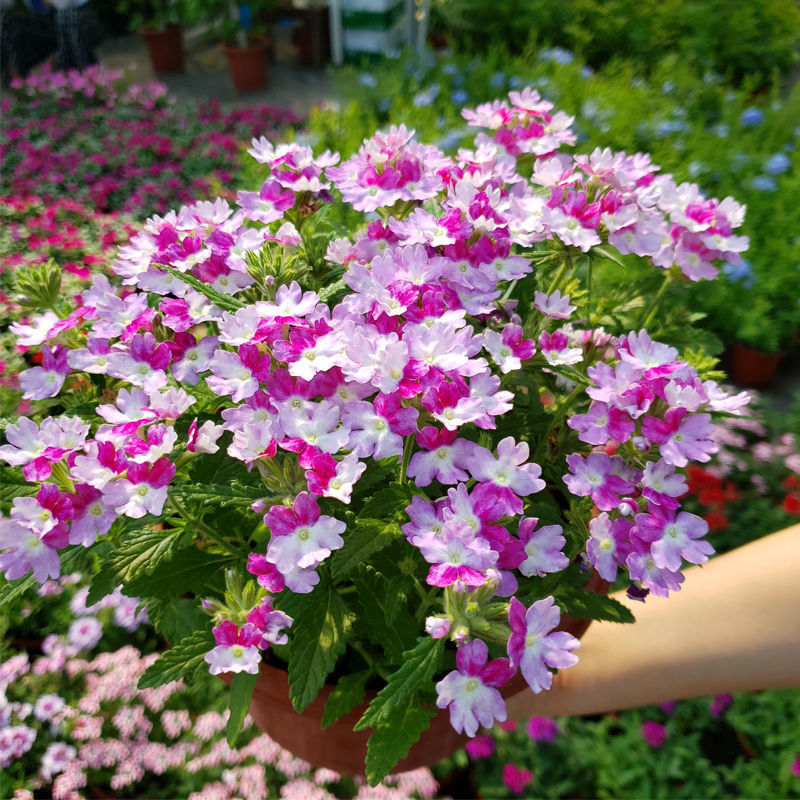 美女樱盆栽花苗姬小菊小木槿庭院绿植阳台花苗耐寒四季带花苞发货 - 图0