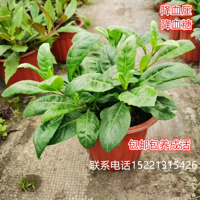 明月草盆栽降糖草白子菜庭院阳台多年生金鸡毛草泰国神仙草胰岛苗 - 图1