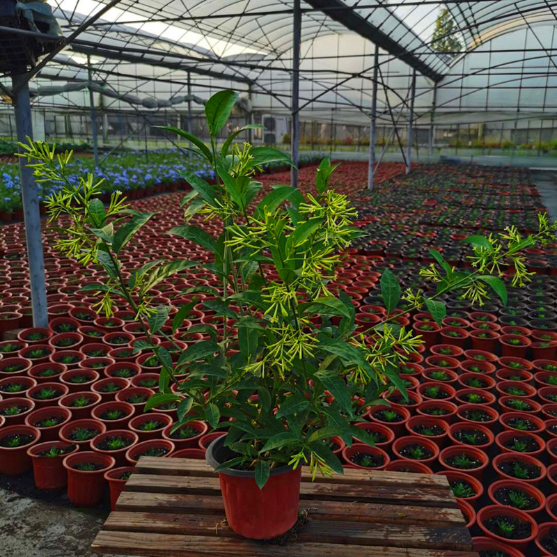 夜来香盆栽花苗四季花卉夜香花庭院包成活当年开花包邮鲜活盆栽 - 图3