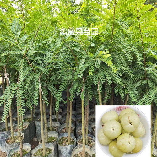 潮汕普宁甜种油甘果树苗余甘子丙甜嫁接甜油柑红皮新品种牛甘果苗 - 图2