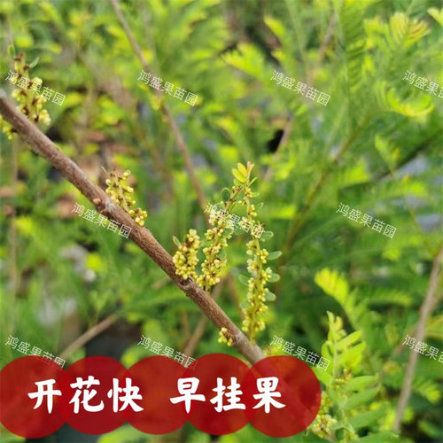 潮汕普宁甜种油甘果树苗余甘子丙甜嫁接甜油柑红皮新品种牛甘果苗 - 图0