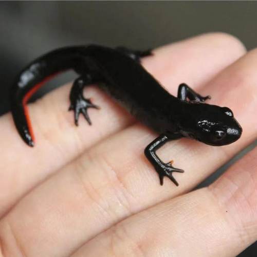 小火龙活体鱼冷水鱼清道夫蝾螈金鱼冷水鱼观赏鱼小型鱼缸清洁六角 - 图1