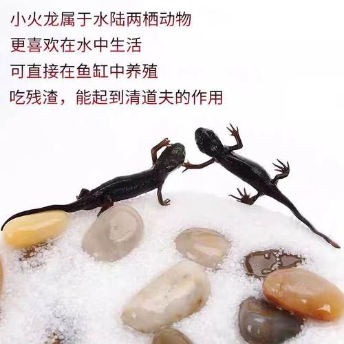 小火龙活体鱼冷水鱼清道夫蝾螈金鱼冷水鱼观赏鱼小型鱼缸清洁六角 - 图0