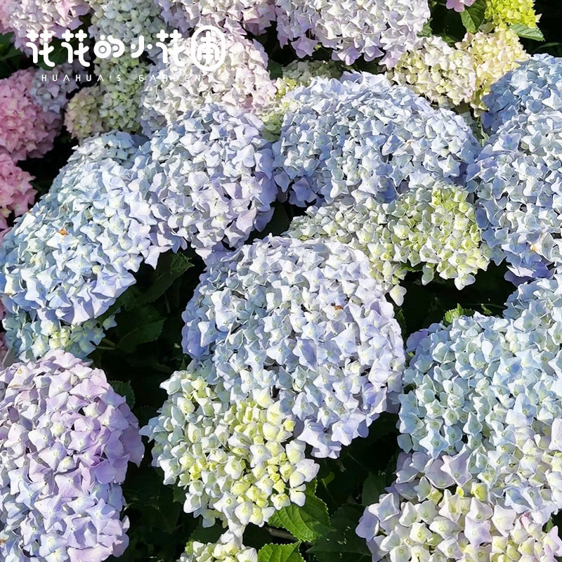 花花的小花圃 大海蓝绣球盆栽苗大花球易调色庭院阳台花卉绿植,淘宝优惠券,粉丝福利购,淘宝优惠卷