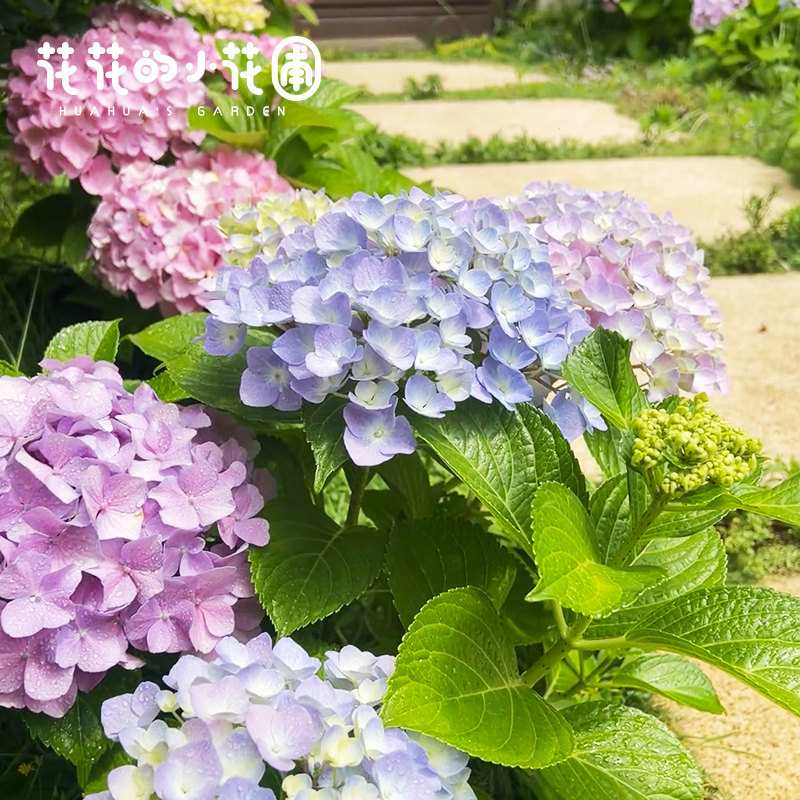 花花的小花圃 大海蓝绣球盆栽苗大花球易调色庭院阳台花卉绿植,淘宝优惠券,粉丝福利购,淘宝优惠卷