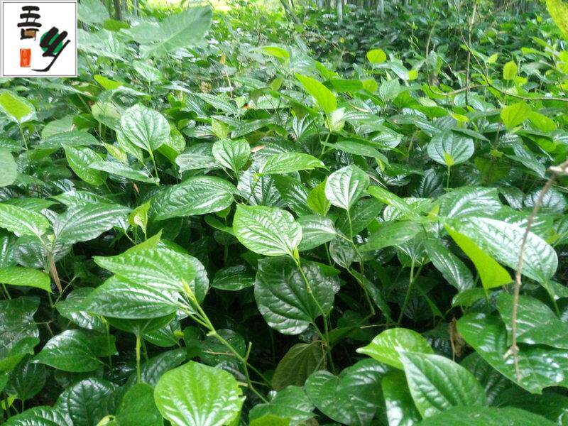 现摘新鲜野生假蒌叶青蒌叶蛤蒌纯叶子假娄菜野菜香菜250克包邮_虎窝淘