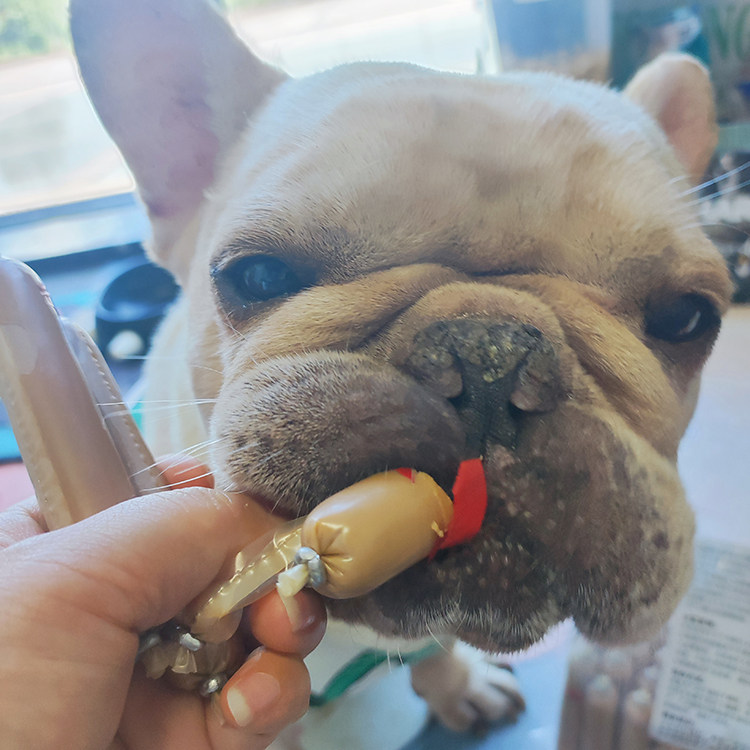 宠物火腿肠50支装拌粮训练奖励零食解馋肉肠零食狗狗火腿肠,淘宝优惠券,粉丝福利购,淘宝优惠卷