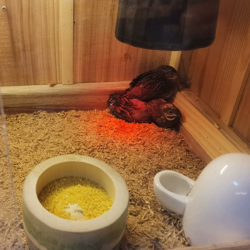 Разрушивание куриной ферментированной кровати для разъединка материала размножающаяся куриная утка, утка, гусь, птица, клыки и домашние животные.