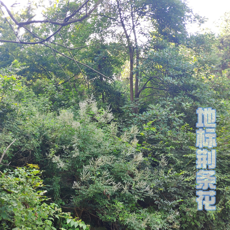 2023新鲜深山纯正天然无添加农家自产野生成熟百花荆花荆条蜂蜜-图1