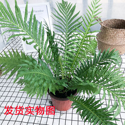 铁线蕨狼蕨富贵蕨绿植盆栽室内桌面观叶蕨类植物吸甲醛净化空气 虎窝淘