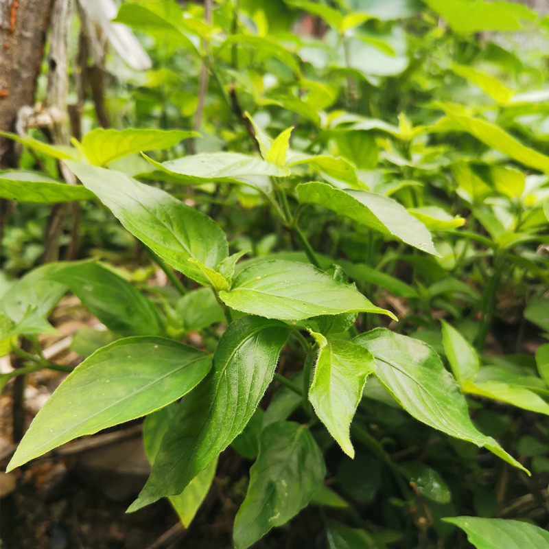 粽子红色馅料毛红蓝草新鲜枝叶广西染饭草五色糯米饭植物染料叶子-图0